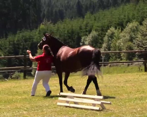 horse Mollify Caty (Welsh-Cob (Sek. C), 2010, from Llaun Braint Euros)