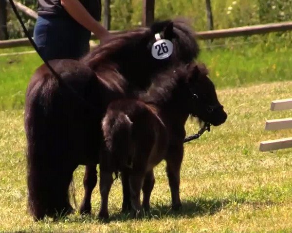 Pferd Stute von Isonzo v. Soestblick (Shetland Pony (unter 87 cm), 2014, von Isonzo vom Soestblick)