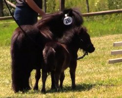 horse Stute von Isonzo v. Soestblick (Shetland pony (under 87 cm), 2014, from Isonzo vom Soestblick)