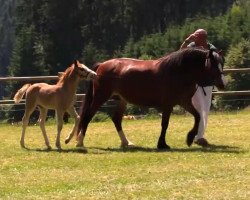 Pferd Chery Jerome (Welsh-Cob (Sek. D), 2014, von Chery Jamiro)