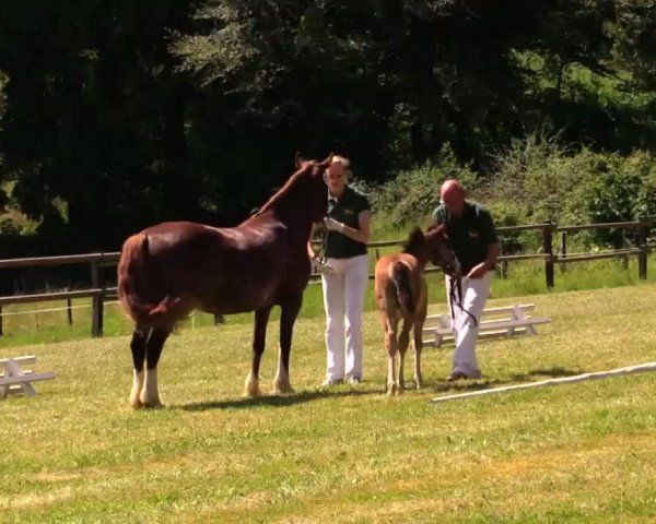 Pferd Chery Jake (Westfale, 2014, von Chery Jamiro)