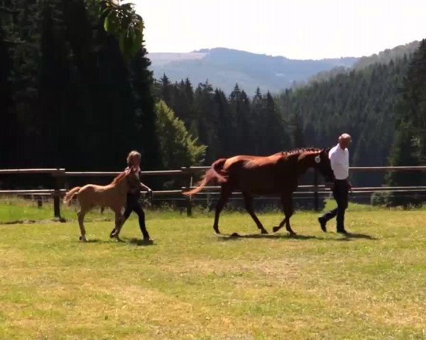 Dressurpferd DéjàVu J (Deutsches Reitpony, 2014, von Dimension AT NRW)