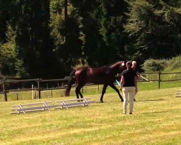 dressage horse Florentina (Westphalian, 2011)