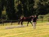 dressage horse Florentina (Westphalian, 2011)