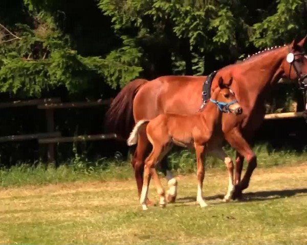 dressage horse Hengst von Peking (Rhinelander, 2014, from Peking)