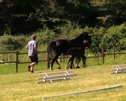 dressage horse Stute von Serafino (Westphalian, 2014, from Serafino 32)