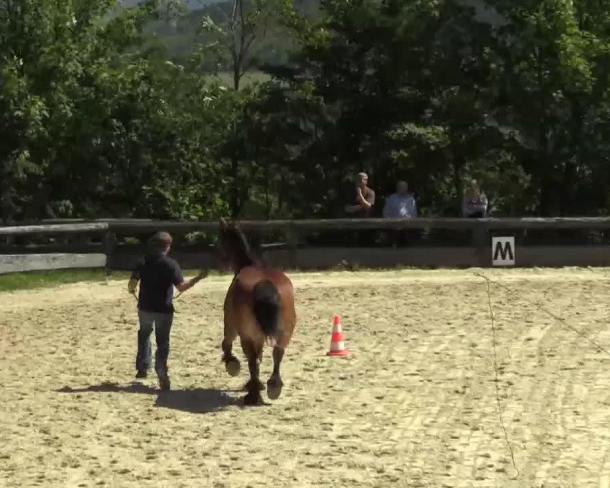 Pferd Hexe (Rheinisch-Deutsches Kaltblut, 2011, von Helmut)