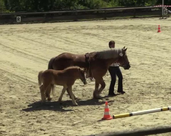 horse Hengst von Lucky (Rhenish-German Cold-Blood, 2014, from Lucky)