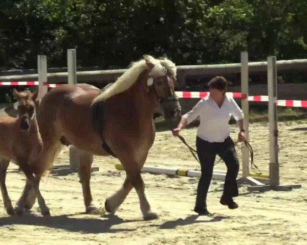 horse Stute von Lucky (Rhenish-German Cold-Blood, 2014, from Lucky)