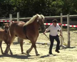 Pferd Stute von Lucky (Rheinisch-Deutsches Kaltblut, 2014, von Lucky)