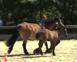 Pferd Hengst von Nils (Rheinisch-Deutsches Kaltblut, 2014, von Nils)