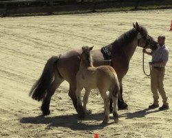 dressage horse Nitis (Rhenish-German Cold-Blood, 2014, from Nesquik)