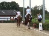 dressage horse Damon's Five Star (Westphalian, 2011, from Damon Hill)