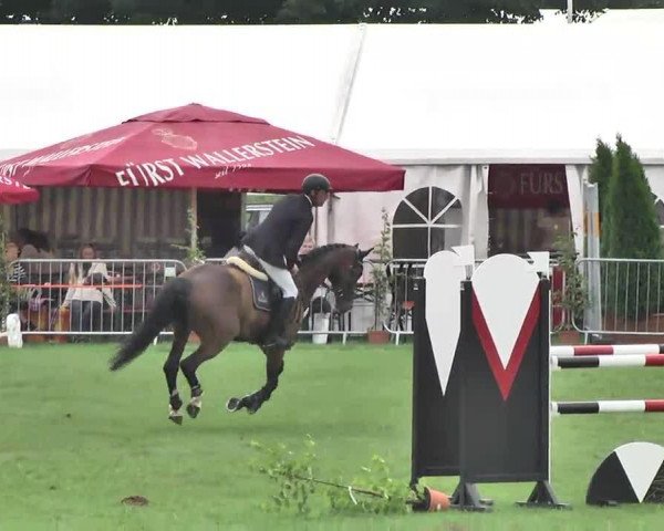 jumper Cox 15 (German Sport Horse, 2009, from Con Sherry)