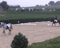 dressage horse Rotspon's fantastic touch (Hanoverian, 2006, from Rotspon)