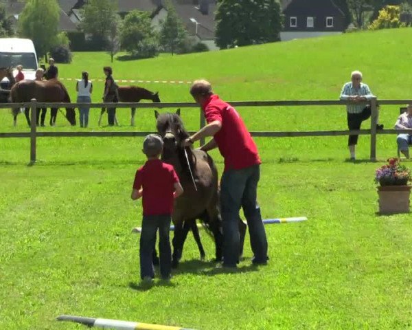 Deckhengst Berti von Kuhl (Dt.Part-bred Shetland Pony, 2014, von Bacardi vom Borkenbrink)