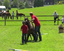 stallion Berti von Kuhl (Dt.Part-bred Shetland pony, 2014, from Bacardi vom Borkenbrink)