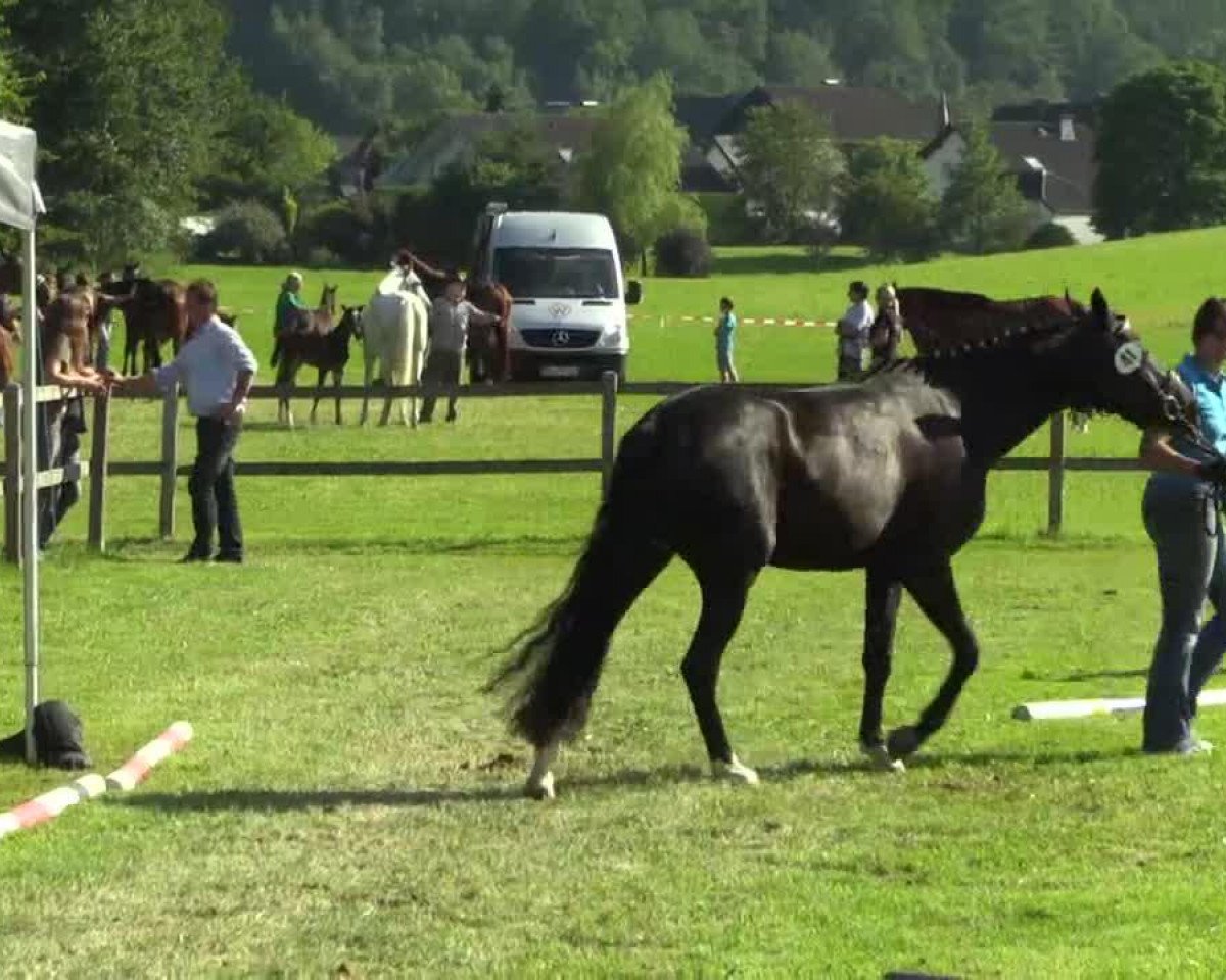 dressage horse Final Selection 3 (Westphalian, 2011, from Flanagan)