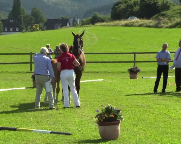 Dressurpferd Hengst von Franziskus (Westfale, 2014, von Franziskus FRH)