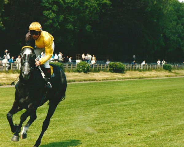 horse Belifa Raaphorst xx (Thoroughbred, 1989, from Bellypha xx)