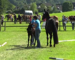 dressage horse Stute von Sir Heinrich (Westphalian, 2014, from Sir Heinrich OLD)