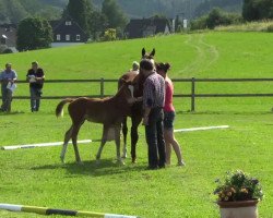 dressage horse Stute von Sir Heinrich (Westphalian, 2014, from Sir Heinrich OLD)