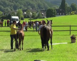 dressage horse Flame (Westphalian, 2014, from Fürst Piccolo)