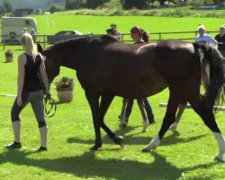 broodmare Stute von Fleury (Westphalian, 2014, from Fleury)