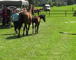 broodmare Guardian Angel (Westphalian, 2014, from Ganymedes M)