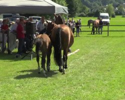 Springpferd Hengst von Balous Bellini (Westfale, 2014, von Balous Bellini)