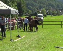 dressage horse Don Olymp P (Westphalian, 2014, from Don Olymbrio)