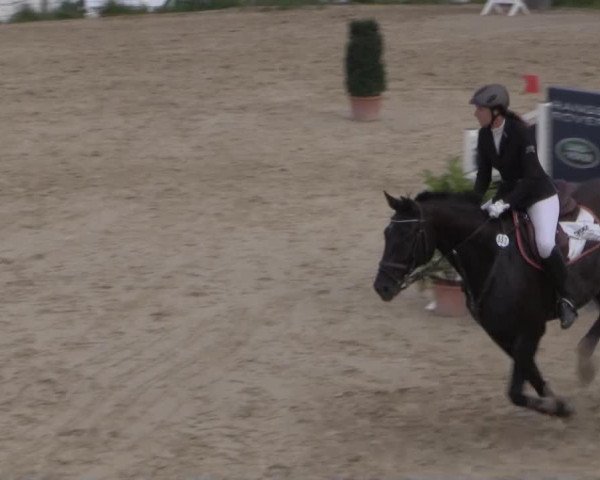 jumper Robinson 151 (Hanoverian, 2000, from Rotspon)