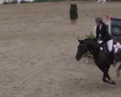 jumper Robinson 151 (Hanoverian, 2000, from Rotspon)