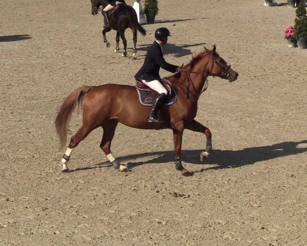 FEI Reitturnier Lier (BEL) 2020