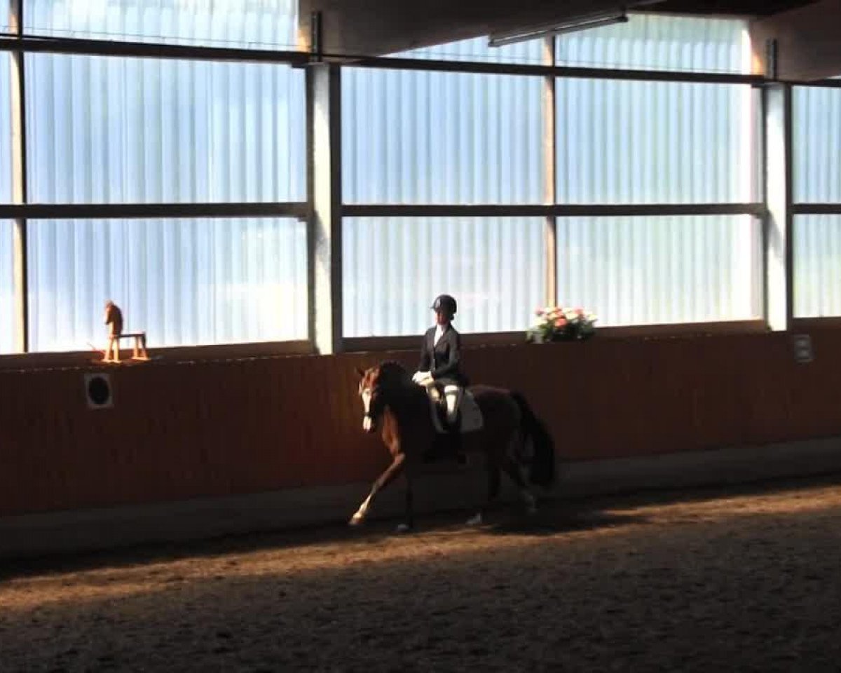 dressage horse Davina 159 (German Riding Pony, 2009, from Der feine Lord AT)