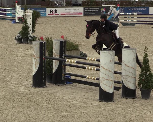 FEI Reitturnier Lier (BEL) 2020