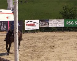 jumper Catch (KWPN (Royal Dutch Sporthorse), 2009, from Charisma)