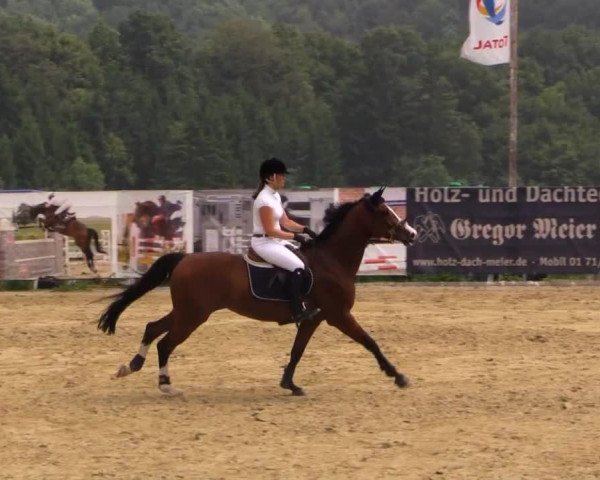 jumper Bien Estelle (KWPN (Royal Dutch Sporthorse), 2006, from Acolino 4)
