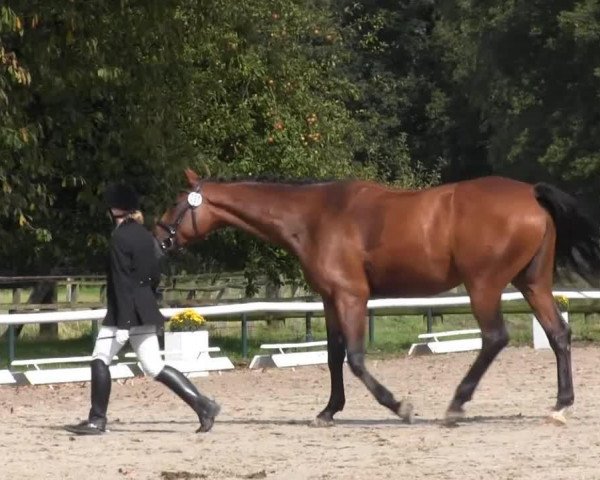 broodmare Belle Amie L (Westphalian, 2010, from Belissimo NRW)