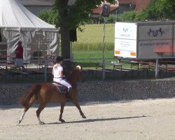 jumper Amalita 3 (Oldenburg show jumper, 2005, from Griseldi)