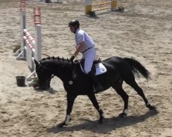 horse Larengo 19 (German Sport Horse, 2009, from Larengos)