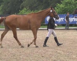 dressage horse Roussow (Hanoverian, 2010, from Rheinklang)