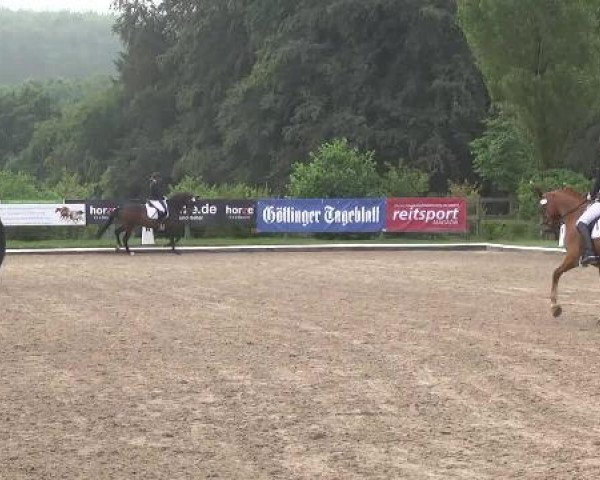 dressage horse Fräulein Woopy (Hanoverian, 2010, from Fuerst Rousseau)