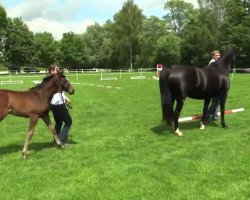 broodmare Stute von Summertime (Westphalian, 2014, from Summertime)