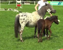 horse Liebhart's Ronja (Dt.Part-bred Shetland pony, 2014, from Fuerstentanz)