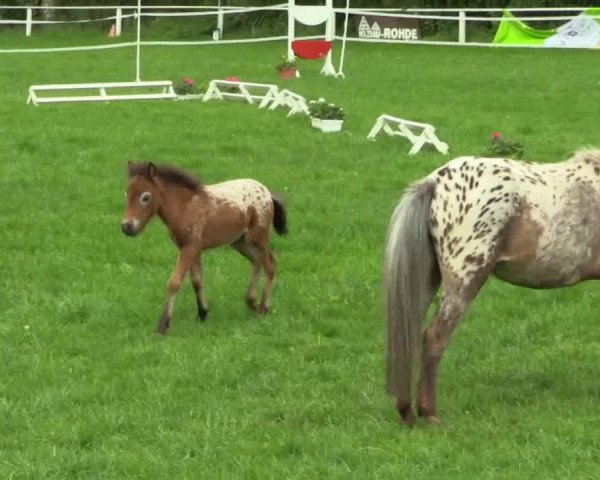 Pferd Liebhart's Rike (Shetland Pony, 2014, von Fuerstentanz)