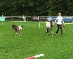 horse Liebhart's Nicky (Shetland Pony, 2014, from Fuerstentanz)