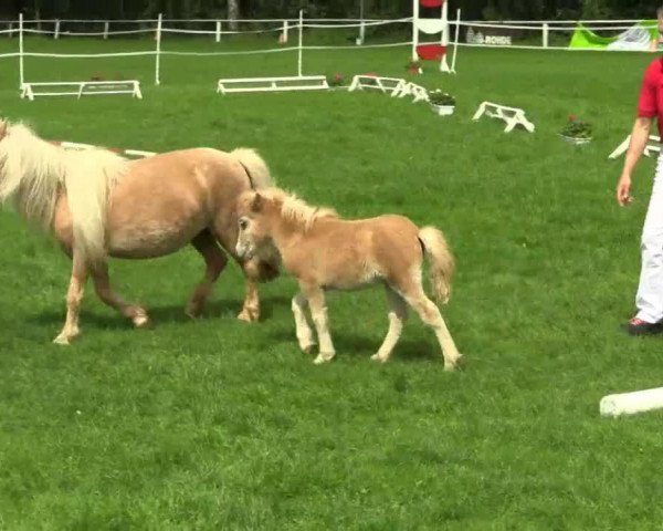 Pferd Liebhart's Hanja (Shetland Pony, 2014, von Wantsley Barnaby)