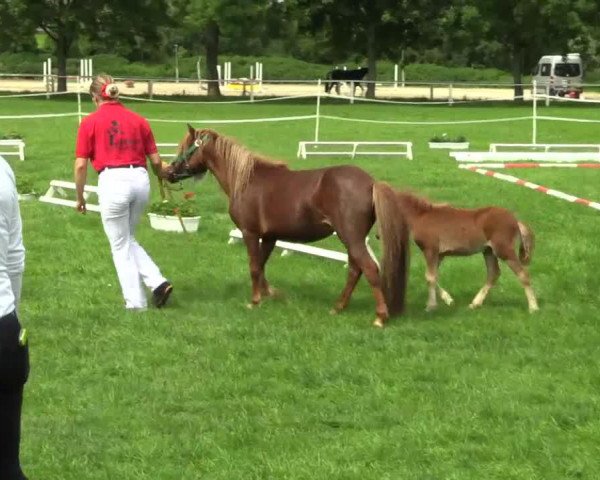 horse Liebhart's Mister X (Dt.Part-bred Shetland pony, 2014, from Maxx)