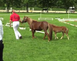 Pferd Liebhart's Mister X (Dt.Part-bred Shetland Pony, 2014, von Maxx)